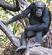”chimpancé_de_Fongoli”