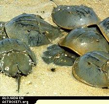 Cangrejos cacerola en la playa. 
<em>Cr�dito de la foto: Universidad de Delaware.</em>
[<a href=http://www.ocean.udel.edu/horseshoecrab/History/biology.html target=_blank>M�s informaci�n</a>.]
