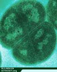 Fotomicrograf�a electr�nica de Deinococcus radiodurans, el organismo m�s resistente a las radiaciones que se conoce.
Cr�dito: DOE