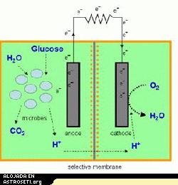 Esquema de una c�lula de combustible microbiana. Los microbios delcompartimento del �nodo metabolizan el combustible org�nico (en estecaso glucosa) y liberan electrones, iones y CO2. En el compartimento delc�todo los electrones se combinan con iones y ox�geno, formando agua ycerrando el circuito.
Cr�dito: IntAct Labs
<em>[texto de la imagen]Glucose: Glucosa; Microbes: Microbios; Anode: �nodo; Cathode: c�todo; Selective membrane: membrana selectiva</em>