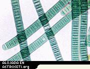 Las cianobacterias fueron los primeros microbios que produjeron ox�geno mediante fotos�ntesis, y a�n desempe�an un papel en la interacci�n de la vida con el entorno terrestre hoy en d�a.
Cr�dito: UC Berkeley