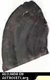 F�sil de Prototaxites recogido en Kettle Point, Ontario, Canad�.
Cr�dito: Universidad de Alberta