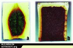 <i>La investigaci�n ha mostrado que la forma como se quema un material como la espuma de poliuretano bajo gravedad normal y aire (a) no es una indicaci�n de c�mo reaccionar� en microgravedad y una atm�sfera de ox�geno enriquecido (b).</i>
