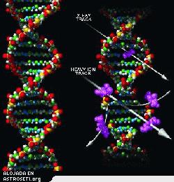 <i>Una copia de la vida, la doble h�lice del ADN (izquierda), se encuentra en las c�lulas de todo, desde bacterias hasta astronautas.  La exposici�n a la radiaci�n (derecha) puede cambiar o perturbar las cadenas del pol�mero de nucle�tidos unidas entre s�, causando terribles consecuencias tanto al propio organismo como a las futuras generaciones.</i> 