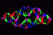 Estructura tridimensional del ARN.
Crdito: SpaceDaily