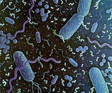 Los nanobios pueden ser hasta 10 veces ms pequeos que la ms pequea de estas bacterias.
Crdito: Programa de Proteccin Alimentaria de Connecticut
