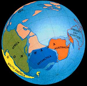 El rompecabezas de continentes que se combinaron en el supercontinente, Gondwana. La deriva continental y la tectónica de placas diseminaron las masas de tierra por todo el globo.
