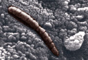 Primer plano de un meteorito marciano, mostrando lo que algunos han sostenido que parecen ser evidencia fsil de vida microbiana antigua.
Crdito por la Imagen: NASA