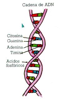 ”ADN”