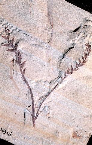 fsil_de_angiosperma