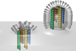 virus_de_la_influenza