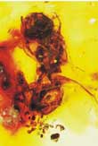 fsil_de_abeja