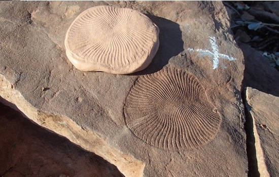 Reducción y  oxidación en el auge y caída de la fauna de Ediacara