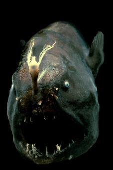  Una de las especies abisales observadas por el equipo MAR-ECO. Se sabe muy poco sobre estos peces, pero el misterio de su modo de reproduccin ha sido parcialmente esclarecido  (Crditos : Harbor Branch/E.Widder)
<br>