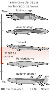 ”diagrama_evolutivo_de_peces_a_animales_terrestres”