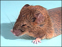 �raton�