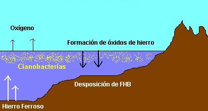 ”ciclo_oxígeno_cianobacterias”