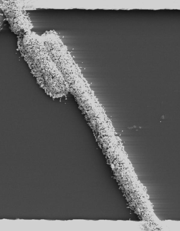 �puente_de_bacterias_vivas�