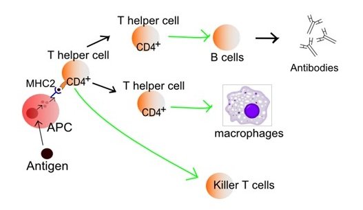 T cells